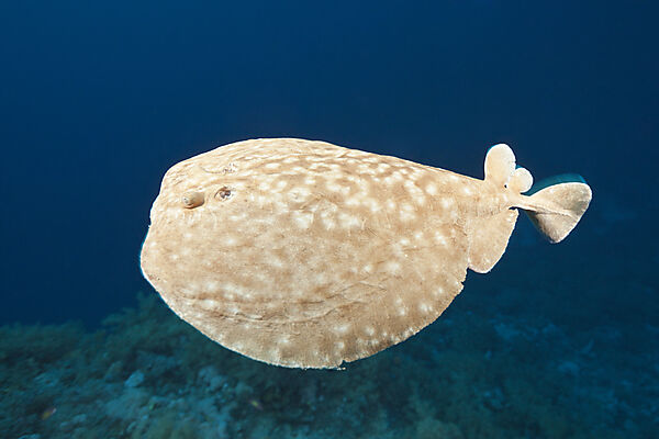 Rotmeer-Zitterrochen, Torpedo panthera, Brother Islands, Rotes Meer, Aegypten