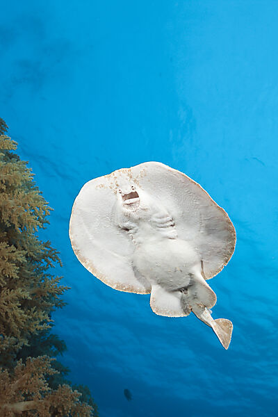 Rotmeer-Zitterrochen, Torpedo panthera, Brother Islands, Rotes Meer, Aegypten