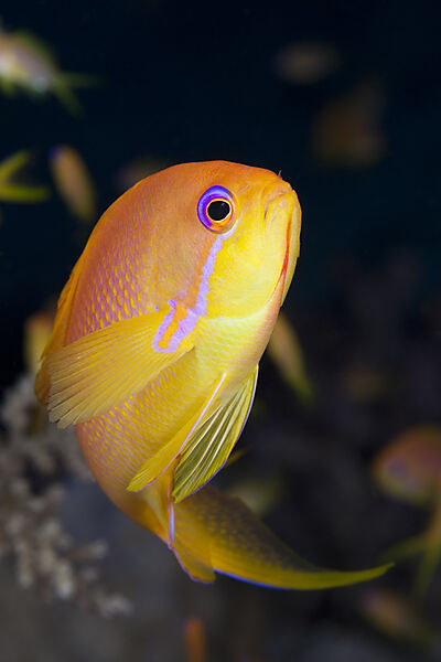 Harems-Fahnenbarsch, Pseudanthias squamipinnis, Brother Islands, Rotes Meer, Aegypten