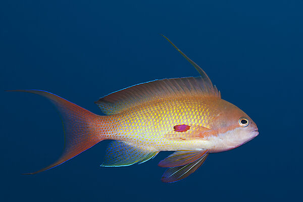 Harems-Fahnenbarsch, Pseudanthias squamipinnis, Brother Islands, Rotes Meer, Aegypten
