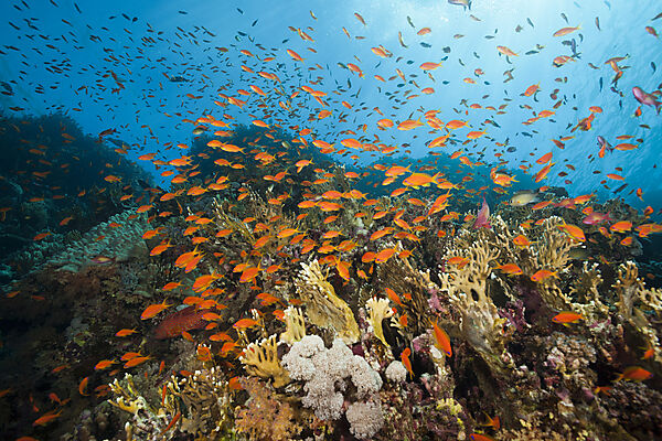 Korallenriff mit Harems-Fahnenbarschen, Pseudanthias squamipinnis, Brother Islands, Rotes Meer, Aegypten