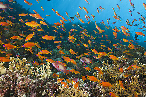 Korallenriff mit Harems-Fahnenbarschen, Pseudanthias squamipinnis, Brother Islands, Rotes Meer, Aegypten