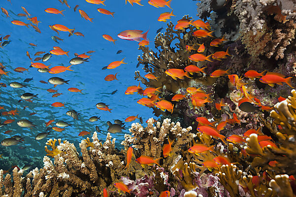 Korallenriff mit Harems-Fahnenbarschen, Pseudanthias squamipinnis, Brother Islands, Rotes Meer, Aegypten