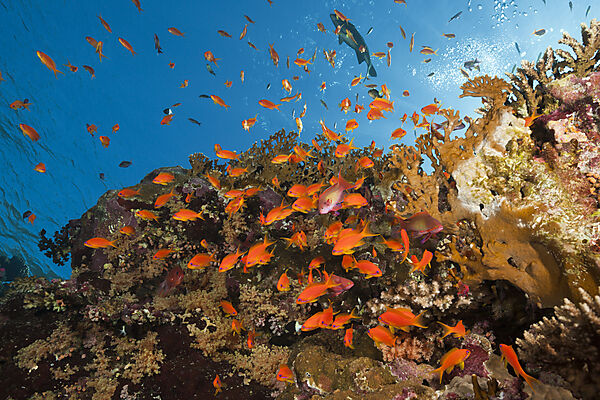 Korallenriff mit Harems-Fahnenbarschen, Pseudanthias squamipinnis, Brother Islands, Rotes Meer, Aegypten