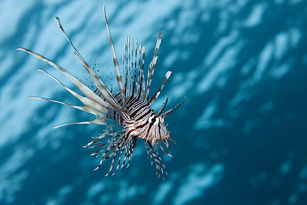 Indischer Rotfeuerfisch, Pterois miles, Brother Islands, Rotes Meer, Aegypten