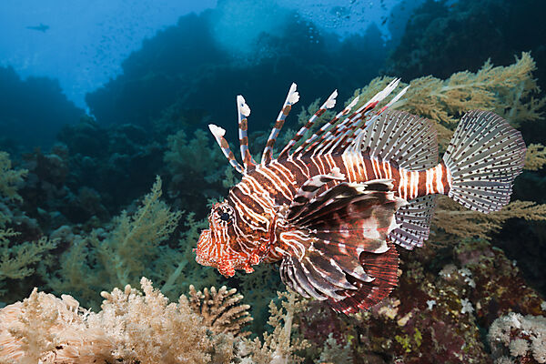 Indischer Rotfeuerfisch, Pterois miles, Brother Islands, Rotes Meer, Aegypten