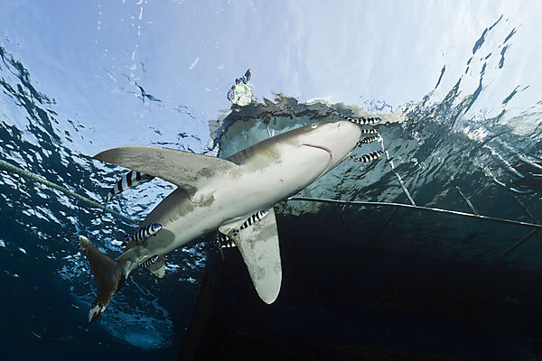 Weissspitzen-Hochseehai unter Safariboot, Carcharhinus longimanus, Brother Islands, Rotes Meer, Aegypten