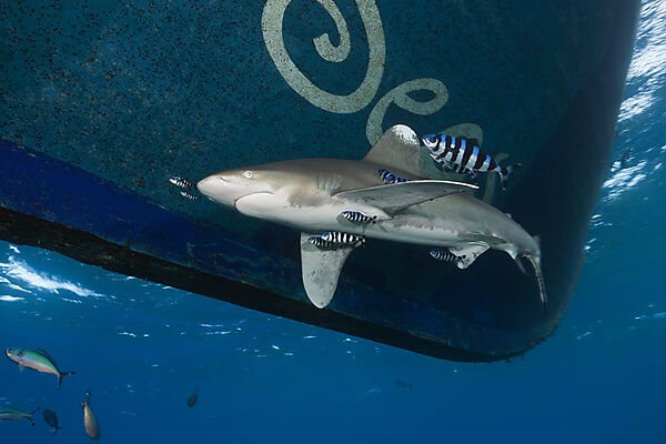 Weissspitzen-Hochseehai unter Safariboot, Carcharhinus longimanus, Brother Islands, Rotes Meer, Aegypten