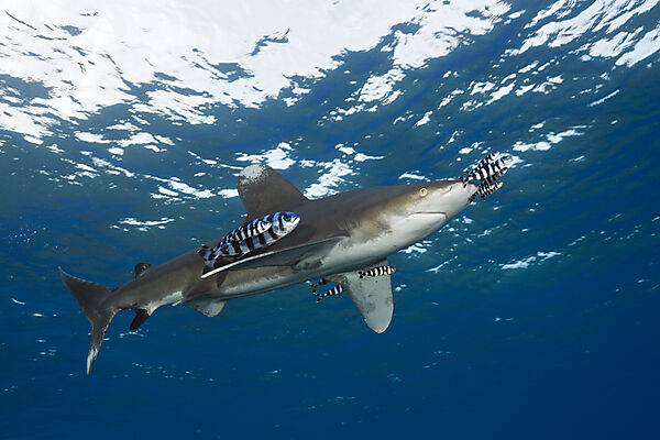 Weissspitzen-Hochseehai, Carcharhinus longimanus, Brother Islands, Rotes Meer, Aegypten