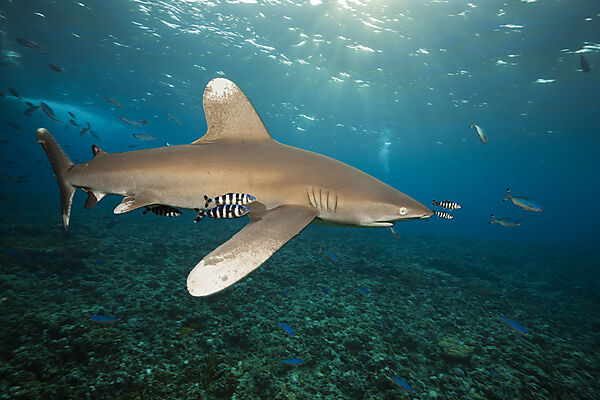 Weissspitzen-Hochseehai, Carcharhinus longimanus, Brother Islands, Rotes Meer, Aegypten