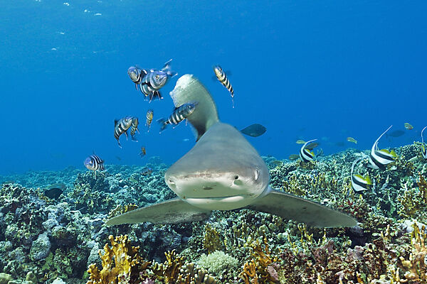 Weissspitzen-Hochseehai, Carcharhinus longimanus, Brother Islands, Rotes Meer, Aegypten
