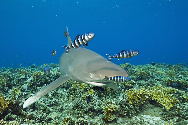 Weissspitzen-Hochseehai, Carcharhinus longimanus, Brother Islands, Rotes Meer, Aegypten