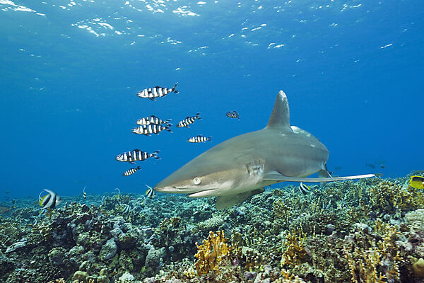 Weissspitzen-Hochseehai, Carcharhinus longimanus, Brother Islands, Rotes Meer, Aegypten