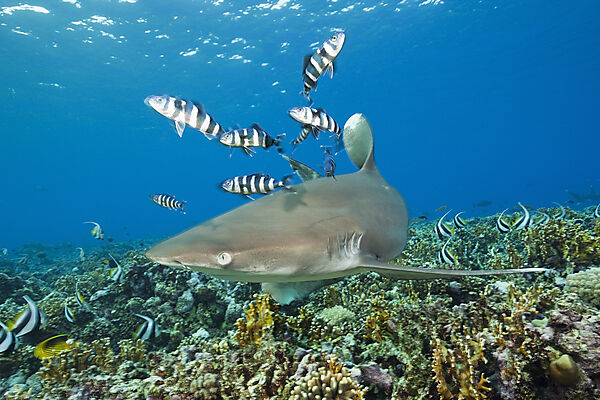 Weissspitzen-Hochseehai, Carcharhinus longimanus, Brother Islands, Rotes Meer, Aegypten