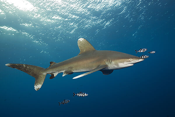Weissspitzen-Hochseehai, Carcharhinus longimanus, Brother Islands, Rotes Meer, Aegypten
