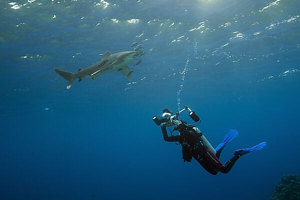 Taucher fotografiert Weissspitzen-Hochseehai, Carcharhinus longimanus, Brother Islands, Rotes Meer, Aegypten
