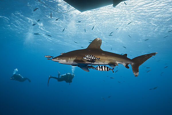 Oceanic Whitetip Shark below Liveaboard, Carcharhinus longimanus, Brother Islands, Rotes Meer, Aegypten