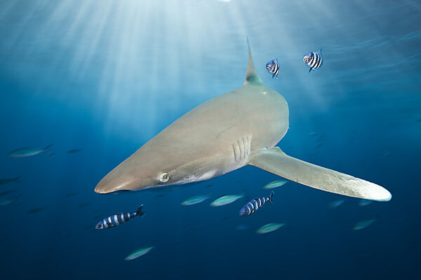 Weissspitzen-Hochseehai, Carcharhinus longimanus, Brother Islands, Rotes Meer, Aegypten