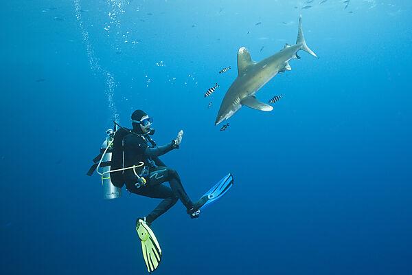 Taucher und Weissspitzen-Hochseehai, Carcharhinus longimanus, Brother Islands, Rotes Meer, Aegypten