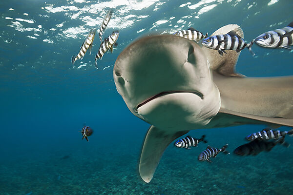Weissspitzen-Hochseehai, Carcharhinus longimanus, Brother Islands, Rotes Meer, Aegypten