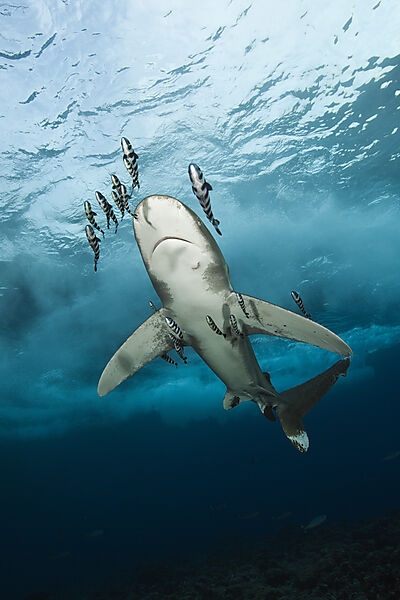 Weissspitzen-Hochseehai, Carcharhinus longimanus, Brother Islands, Rotes Meer, Aegypten