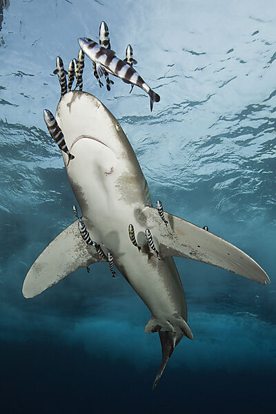 Weissspitzen-Hochseehai, Carcharhinus longimanus, Brother Islands, Rotes Meer, Aegypten