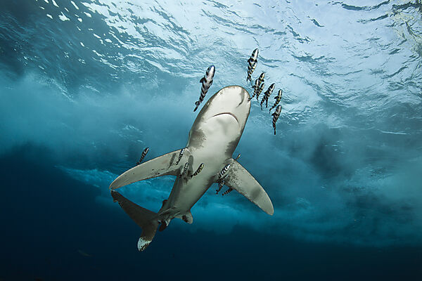 Weissspitzen-Hochseehai, Carcharhinus longimanus, Brother Islands, Rotes Meer, Aegypten