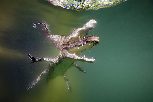 Juveniles Spitzkrokodil, Crocodylus acutus, Florida, Everglades, USA