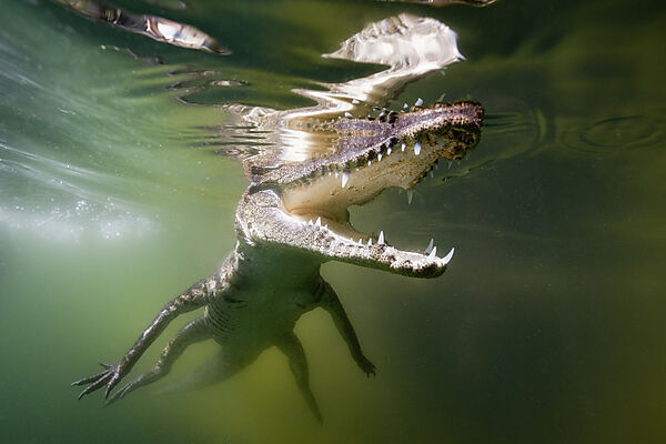 Juveniles Spitzkrokodil, Crocodylus acutus, Florida, Everglades, USA
