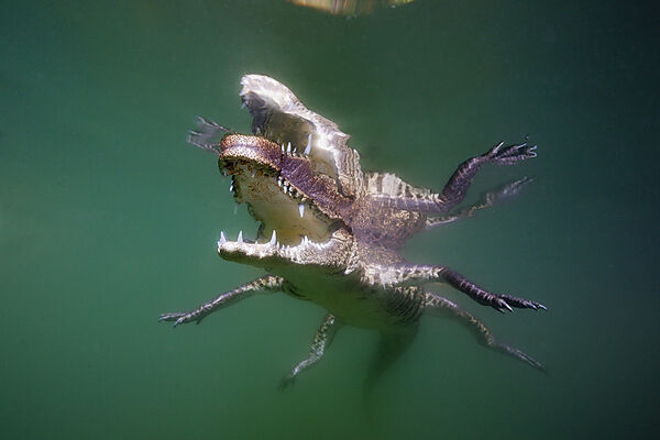 Juveniles Spitzkrokodil, Crocodylus acutus, Florida, Everglades, USA