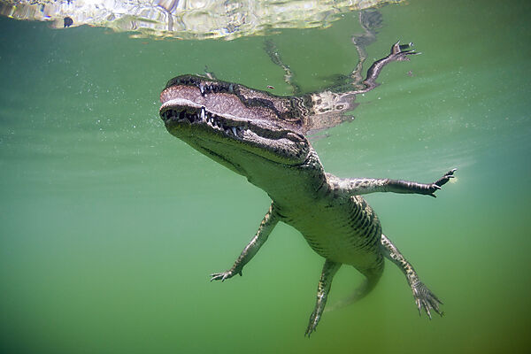 Juveniles Spitzkrokodil, Crocodylus acutus, Florida, Everglades, USA