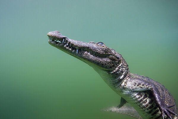 Juveniles Spitzkrokodil, Crocodylus acutus, Florida, Everglades, USA