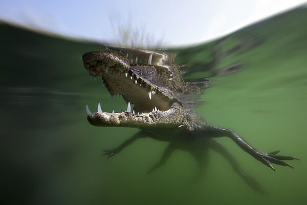 Juveniles Spitzkrokodil, Crocodylus acutus, Florida, Everglades, USA