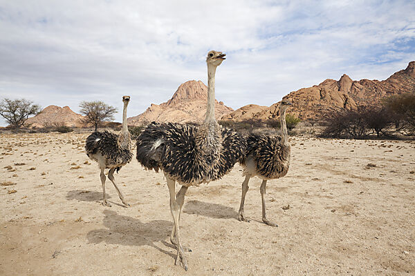Group of South African Ostrich, Struthio camelus australis, Spitzkoppe, Namibia