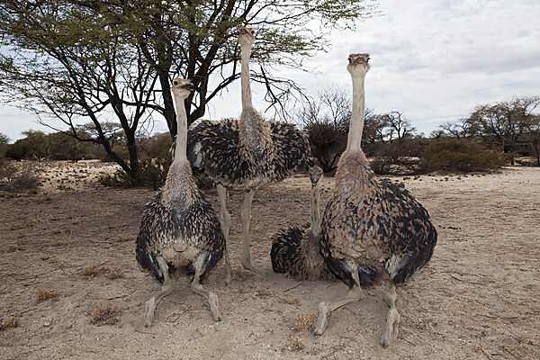 Suedafrikanische Strausse, Struthio camelus australis, Spitzkoppe, Namibia