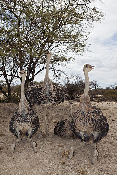 Suedafrikanische Strausse, Struthio camelus australis, Spitzkoppe, Namibia