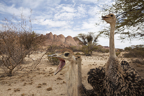 Suedafrikanische Strausse, Struthio camelus australis, Spitzkoppe, Namibia