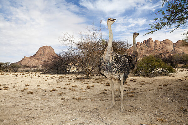 Suedafrikanische Strausse, Struthio camelus australis, Spitzkoppe, Namibia