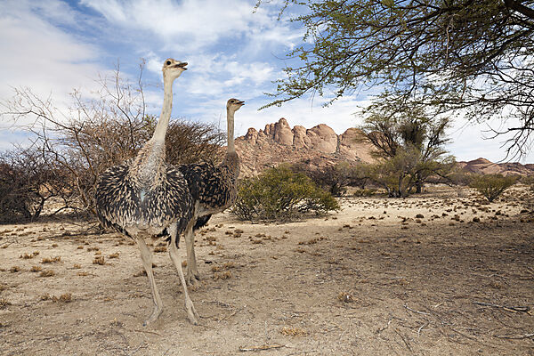 Suedafrikanische Strausse, Struthio camelus australis, Spitzkoppe, Namibia