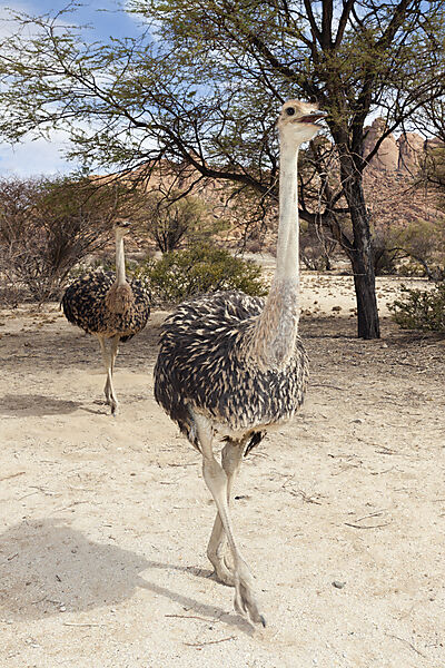 Suedafrikanische Strausse, Struthio camelus australis, Spitzkoppe, Namibia