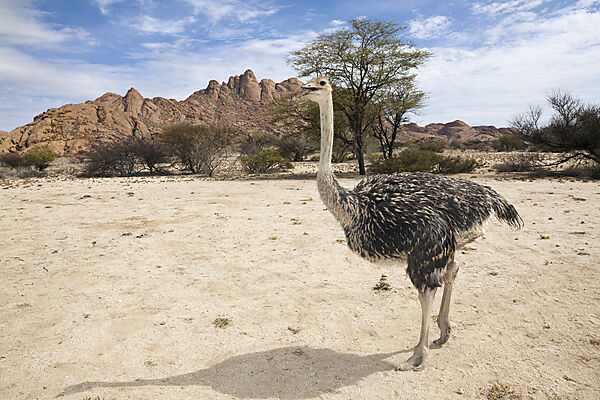Suedafrikanischer Strauss, Struthio camelus australis, Spitzkoppe, Namibia