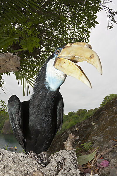 Papua-Hornvogel, Rhyticeros plicatus, Tufi, Oro Provinz, Papua Neuguinea
