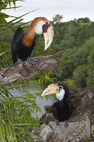 Papua-Hornvogel, Rhyticeros plicatus, Tufi, Oro Provinz, Papua Neuguinea