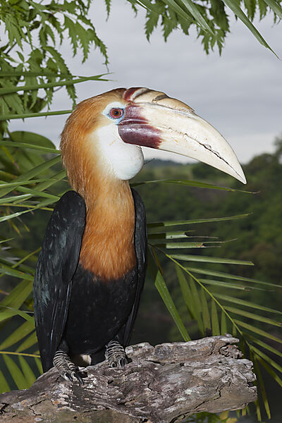 Papua-Hornvogel, Rhyticeros plicatus, Tufi, Oro Provinz, Papua Neuguinea