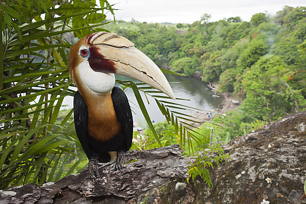 Papua-Hornvogel, Rhyticeros plicatus, Tufi, Oro Provinz, Papua Neuguinea