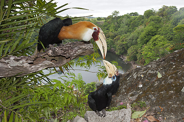 Papua-Hornvogel, Rhyticeros plicatus, Tufi, Oro Provinz, Papua Neuguinea