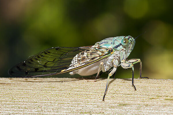 Zikade, Cicadidae, Tufi, Oro Provinz, Papua Neuguinea