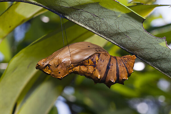 Puppe des Koenigin-Alexandra-Vogelfalter, Ornithoptera alexandrae, Tufi, Oro Provinz, Papua Neuguinea