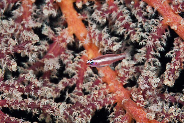 Rosastreifen-Zwerggrundel, Eviota bifasciata, Tufi, Salomonensee, Papua Neuguinea