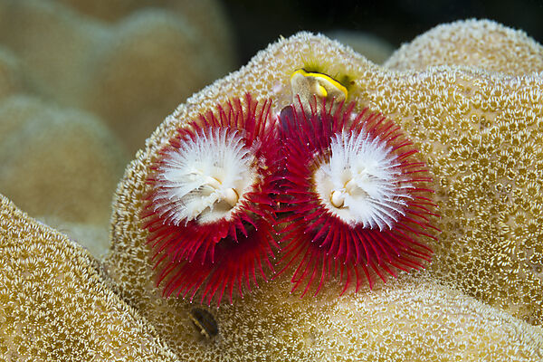 Red Christmas-Tree-Worm, Spirobranchus giganteus, Tufi, Solomon Sea, Papua New Guinea